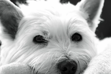 Mitzi The West Highland Terrier