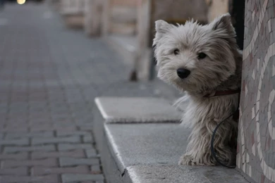 West Highland White Terrier Dog   Wallpaper.