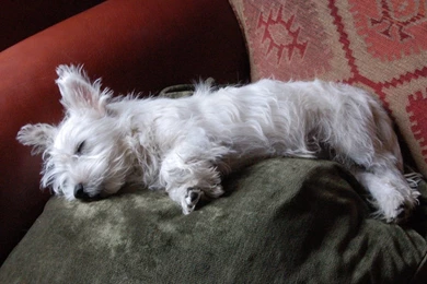 West Highland Terrier   All Small Dogs Wallpapers (14497432)   Fanpop