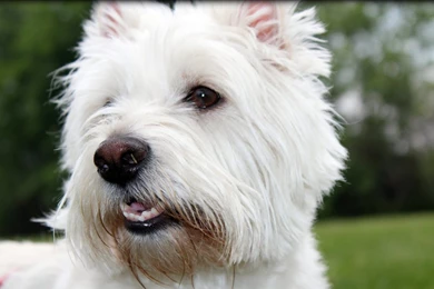 West Highland White Terrier Dog Face Photo And Wallpapers ...