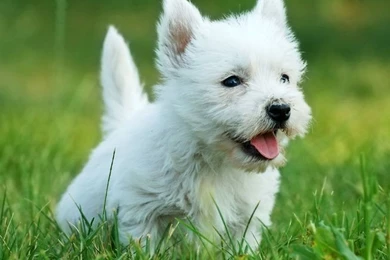 Pictures Of Westies Dogs
