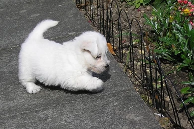 West Highland White Terrier Puppies (id: 67944) – BUZZERG