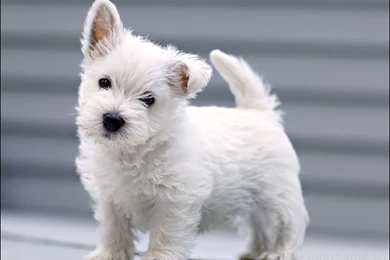 West Highland Brown Terrier   Wallpaper.