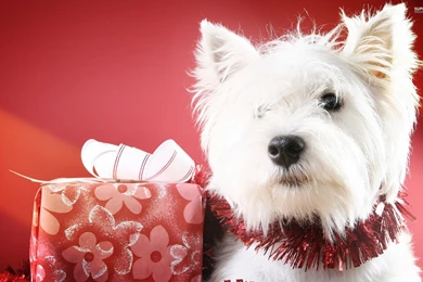 West Highland White Terrier Wallpapers   Animal Wallpapers