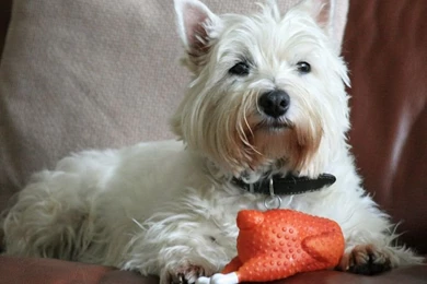 Westie Puppy Photographs