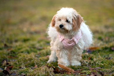 West Highland White Terrier Wallpapers   681792