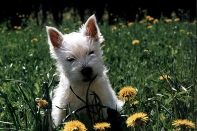 West Highland White Terrier Wallpapers HD Download
