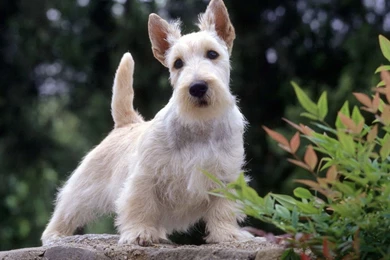 West Highland White Terrier Wallpapers And Images   Wallpapers ...