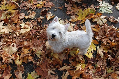 Westie In The Leaves >> HD Wallpaper, Get It Now!