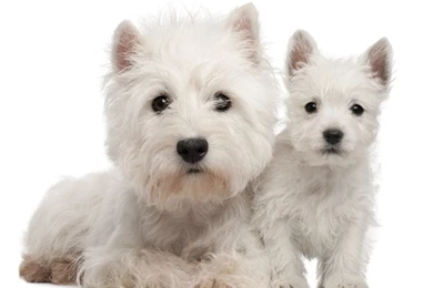 Pictures Of West Highland White Terriers 34 Backgrounds Wallpapers ...