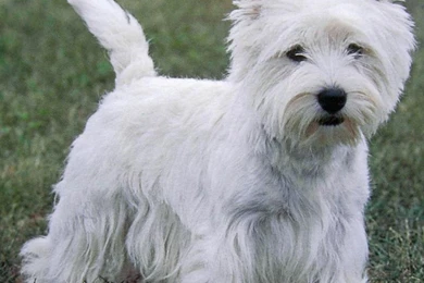 Dog breeds   W   West Highland White Terrier   Page 3