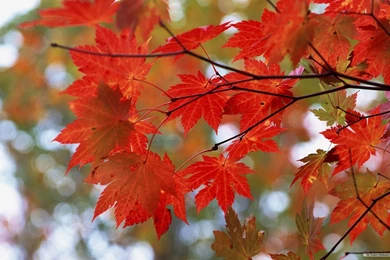 Free Wallpapers   Free Nature Wallpapers   Vista Autumn Leaves 3 ...