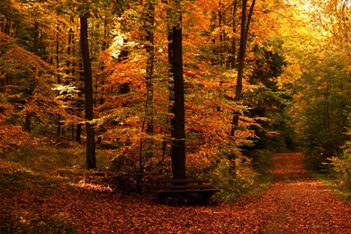 Autumn Free Wallpapers Autumn Path Wallpapers HD Wallpapers 93126
