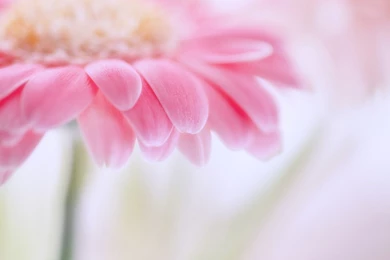 1680x1050px Light Pink Flower Wallpapers