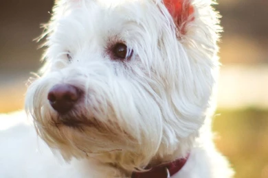 West Highland White Terrier 1080x1920.jpg