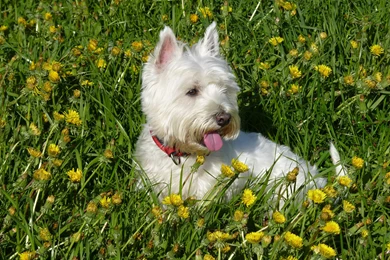 Dogs: Dog Flowers Westie White Field Canine Cute Wallpapers ...