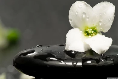 Zen Stones And Flower HD Desktop Wallpapers : High Definition ...