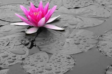 60+ Beautiful Pictures Of Colorful Lily