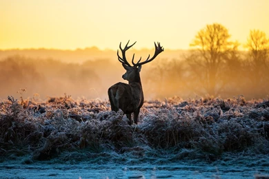 Download 1920x1080 Deer In The Wild Wallpapers