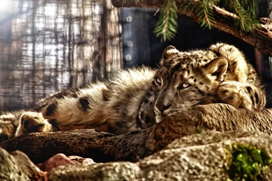 Wild Cats Wallpapers.jpg