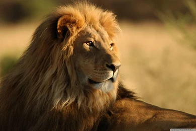 Lion In The Wild HD Desktop Wallpapers : High Definition ...