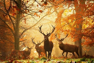 Wild Deer Wallpapers