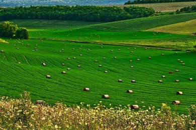 GREEN LAND WALLPAPER   (