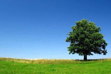 Green Land Nature Trees HD Wallpapers