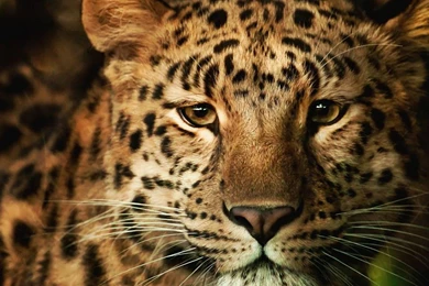 Wild cats Wallpapers 4.jpg