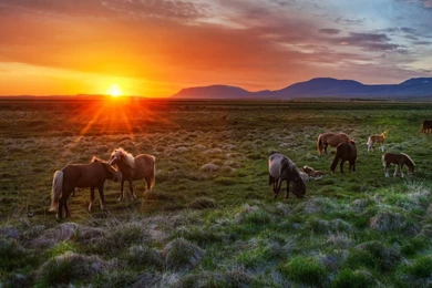 1600x900 Wild Horses Sunset Wallpapers