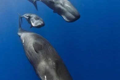 Sperm Whales Threesome During Socialization   National Geographic ...