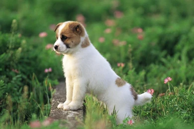 Australian Cattle Dog Puppy Animal Wallpapers 1920x1080 Px Free ...
