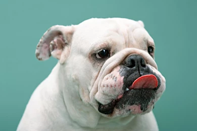 Dog Boxer Wallpapers   The Dog Wallpapers   Best The Dog Wallpapers