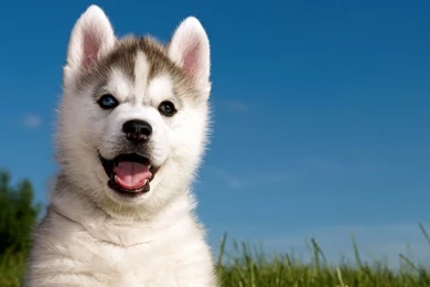 Dogs: Husky Brothers Animal Huski Puppy Pet Dog Pictures For ...