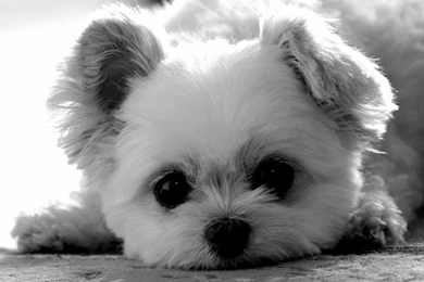 Puppy   Dogs Wallpapers (37242329)   Fanpop