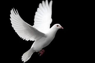 Birds: White Dove Sambol Peace Beautiful Birds Desktop 4320 High ...