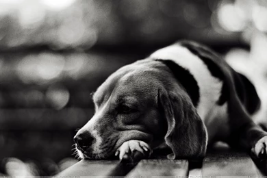 Download Free Black And White Dog Wallpapers   The Quotes Land