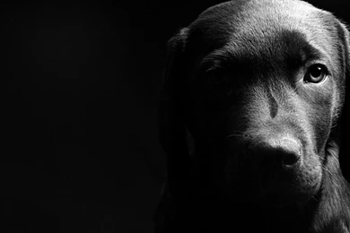 Black Dog Desktop Wallpaper, Black Dog Images, New Wallpapers