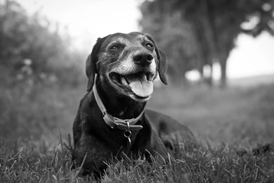 Black And White Dog Wallpapers 1600x1000 Iwallhd Wallpapers Hd ...