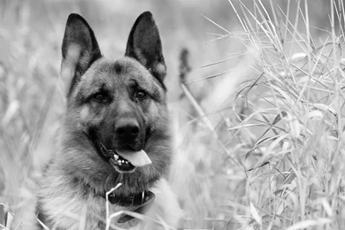 HD Dogs Wallpapers And Photos