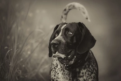 Black And White Bluetick Coonhound Dog Photo And Wallpapers ...