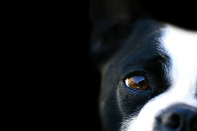 Black and white dog wallpaper 163 The Dog Wallpapers Best The ...