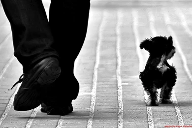 Animals Dogs Monochrome Black White Cute Wallpapers