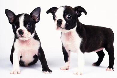 Puppies Hd Wallpapers Page 4