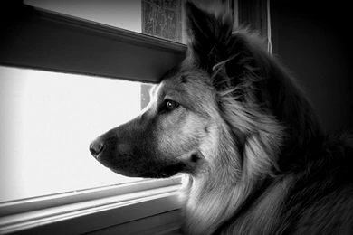 Download Wallpapers 3840x2160 Dog, Face, Profile, Window, Watching ...