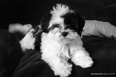 Black And White Dog ImgMob