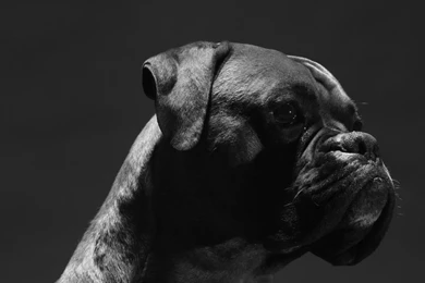 Black Puppy HD Wallpapers, Black Puppy Photos, New Wallpapers