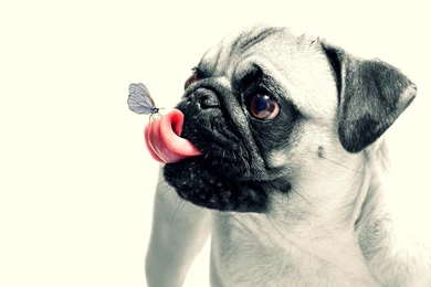 Hmmmm Tasty Thing Animal Butterfly Pug Tongue White Puppy Pink ...