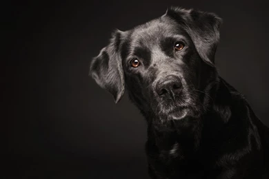 Dog Wallpapers, Cool Animals, Hd Dog Images, Download Dog ...