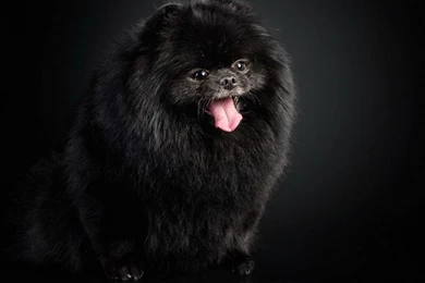 Pomeranian Dog : Temperament, Exercise And Grooming ...